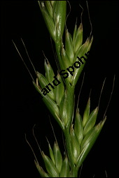Taumel-Lolch, Lolium temulentum, Poaceae, Lolium temulentum, Taumel-Lolch, Blhend Kauf von 00715lolium_temulentumimg_2761.jpg