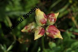Gewhnlicher Hornklee, Lotus corniculatus, Fabaceae, Lotus corniculatus, Gewhnlicher Hornklee, fruchtend Kauf von 00718_lotus_corniculatus_dsc_3689.jpg