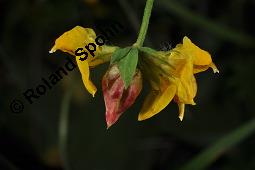 Gewhnlicher Hornklee, Lotus corniculatus, Fabaceae, Lotus corniculatus, Gewhnlicher Hornklee, fruchtend Kauf von 00718_lotus_corniculatus_dsc_3694.jpg