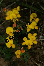 Gewhnlicher Hornklee, Lotus corniculatus, Fabaceae, Lotus corniculatus, Gewhnlicher Hornklee, fruchtend Kauf von 00718lotus_corniculatusimg_7267.jpg