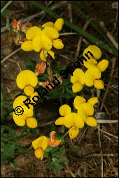 Gewhnlicher Hornklee, Lotus corniculatus, Fabaceae, Lotus corniculatus, Gewhnlicher Hornklee, fruchtend Kauf von 00718lotus_corniculatusimg_7268.jpg
