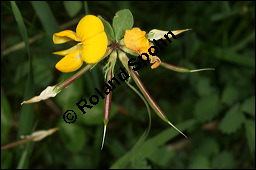 Gewhnlicher Hornklee, Lotus corniculatus, Fabaceae, Lotus corniculatus, Gewhnlicher Hornklee, fruchtend Kauf von 00718lotus_corniculatusimg_7670.jpg