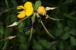 Gewhnlicher Hornklee, Lotus corniculatus, Fabaceae, Lotus corniculatus, Gewhnlicher Hornklee, fruchtend Kauf von 00718lotus_corniculatusimg_7671.jpg