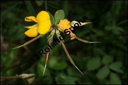 Gewhnlicher Hornklee, Lotus corniculatus, Fabaceae, Lotus corniculatus, Gewhnlicher Hornklee, fruchtend Kauf von 00718lotus_corniculatusimg_7672.jpg