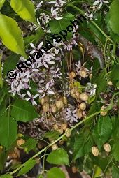Paternosterbaum, Melia azedarach, Meliaceae, Melia azedarach, Paternosterbaum, Indischer Zedarachbaum, unreif fruchtend Kauf von 00744_melia_azedarach_dsc_4345.jpg