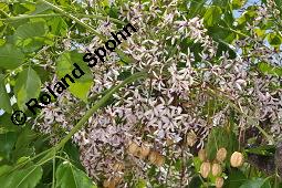 Paternosterbaum, Melia azedarach, Meliaceae, Melia azedarach, Paternosterbaum, Indischer Zedarachbaum, unreif fruchtend Kauf von 00744_melia_azedarach_dsc_4347.jpg