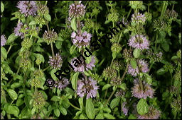 Polei-Minze, Mentha pulegium, Lamiaceae, Mentha pulegium, Polei-Minze, Blhend Kauf von 00752mentha_pulegiumimg_8767.jpg