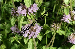 Polei-Minze, Mentha pulegium, Lamiaceae, Mentha pulegium, Polei-Minze, Blhend Kauf von 00752mentha_pulegiumimg_8769.jpg