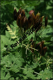 Sdolde, Myrrhis odorata, Apiaceae, Myrrhis odorata, Sdolde, Myrrhen-Kerbel, fruchtend Kauf von 00770myrrhis_odorataimg_2758.jpg