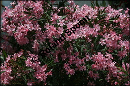 Oleander, Rosenlorbeer, Nerium oleander, Apocynaceae, Nerium oleander, Oleander, Rosenlorbeer, Blhend Kauf von 00774nerium_oleanderimg_3251.jpg