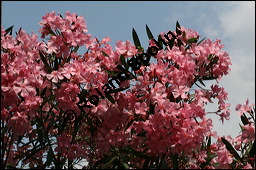 Oleander, Rosenlorbeer, Nerium oleander, Apocynaceae, Nerium oleander, Oleander, Rosenlorbeer, Blühend Kauf von 00774nerium_oleanderimg_3252.jpg