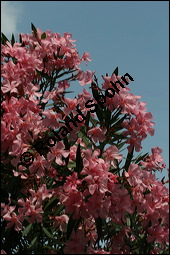 Oleander, Rosenlorbeer, Nerium oleander, Apocynaceae, Nerium oleander, Oleander, Rosenlorbeer, Blhend Kauf von 00774nerium_oleanderimg_3253.jpg