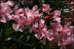 Oleander, Rosenlorbeer, Nerium oleander, Apocynaceae, Nerium oleander, Oleander, Rosenlorbeer, Blhend Kauf von 00774nerium_oleanderimg_3254.jpg