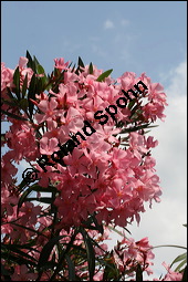 Oleander, Rosenlorbeer, Nerium oleander, Apocynaceae, Nerium oleander, Oleander, Rosenlorbeer, Blhend Kauf von 00774nerium_oleanderimg_3256.jpg