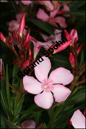 Oleander, Rosenlorbeer, Nerium oleander, Apocynaceae, Nerium oleander, Oleander, Rosenlorbeer, Blhend Kauf von 00774nerium_oleanderimg_7824.jpg