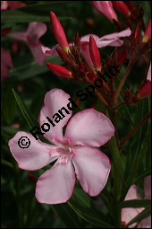 Oleander, Rosenlorbeer, Nerium oleander, Apocynaceae, Nerium oleander, Oleander, Rosenlorbeer, Blhend Kauf von 00774nerium_oleanderimg_7826.jpg