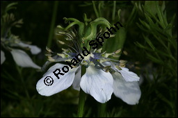 Echter Schwarzkmmel, Nigella sativa, Ranunculaceae, Nigella sativa, Echter Schwarzkmmel, Blhend Kauf von 00776nigella_sativaimg_2739.jpg