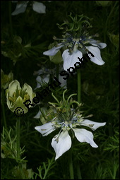 Echter Schwarzkmmel, Nigella sativa, Ranunculaceae, Nigella sativa, Echter Schwarzkmmel, Blhend Kauf von 00776nigella_sativaimg_2740.jpg