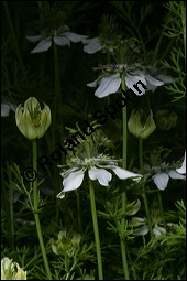 Echter Schwarzkmmel, Nigella sativa, Ranunculaceae, Nigella sativa, Echter Schwarzkmmel, Blhend Kauf von 00776nigella_sativaimg_2741.jpg