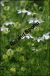 Echter Schwarzkmmel, Nigella sativa, Ranunculaceae, Nigella sativa, Echter Schwarzkmmel, Blhend Kauf von 00776nigella_sativaimg_2742.jpg