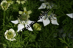 Echter Schwarzkmmel, Nigella sativa, Ranunculaceae, Nigella sativa, Echter Schwarzkmmel, Blhend Kauf von 00776nigella_sativaimg_2744.jpg