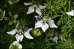 Echter Schwarzkmmel, Nigella sativa, Ranunculaceae, Nigella sativa, Echter Schwarzkmmel, Blhend Kauf von 00776nigella_sativaimg_2745.jpg