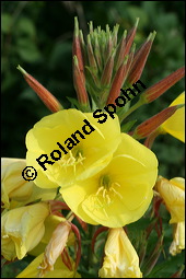 Gewhnliche Nachtkerze, Oenothera biennis, Oenotheraceae, Oenothera biennis, Gewhnliche Nachtkerze, Schinkenwurzel, Habitus blhend Kauf von 00782oenothera_biennisimg_2473.jpg