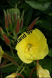 Gewhnliche Nachtkerze, Oenothera biennis, Oenotheraceae, Oenothera biennis, Gewhnliche Nachtkerze, Schinkenwurzel, Habitus blhend Kauf von 00782oenothera_biennisimg_2478.jpg
