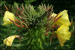 Gewhnliche Nachtkerze, Oenothera biennis, Oenotheraceae, Oenothera biennis, Gewhnliche Nachtkerze, Schinkenwurzel, Habitus blhend Kauf von 00782oenothera_biennisimg_2480.jpg