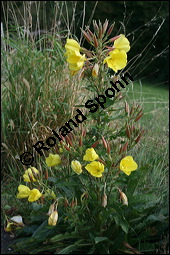 Gewhnliche Nachtkerze, Oenothera biennis, Oenotheraceae, Oenothera biennis, Gewhnliche Nachtkerze, Schinkenwurzel, Habitus blhend Kauf von 00782oenothera_biennisimg_4307.jpg
