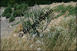 Gewhnliche Eselsdistel, Onopordum acanthium, Asteraceae, Onopordum acanthium, Gewhnliche Eselsdistel, Blhend Kauf von 00786onopordum_acanthiumimg_8497.jpg