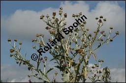 Gewhnliche Eselsdistel, Onopordum acanthium, Asteraceae, Onopordum acanthium, Gewhnliche Eselsdistel, Blhend Kauf von 00786onopordum_acanthiumimg_9153.jpg