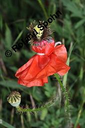 Klatsch-Mohn, Papaver rhoeas, Papaveraceae, Papaver rhoeas, Klatsch-Mohn, Blühend Kauf von 00796_papaver_rhoeas_dsc_4843.jpg