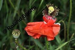 Klatsch-Mohn, Papaver rhoeas, Papaveraceae, Papaver rhoeas, Klatsch-Mohn, Blühend Kauf von 00796_papaver_rhoeas_dsc_4844.jpg