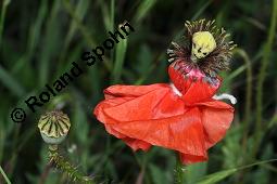 Klatsch-Mohn, Papaver rhoeas, Papaveraceae, Papaver rhoeas, Klatsch-Mohn, Blühend Kauf von 00796_papaver_rhoeas_dsc_4845.jpg