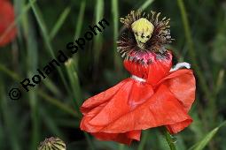 Klatsch-Mohn, Papaver rhoeas, Papaveraceae, Papaver rhoeas, Klatsch-Mohn, Blühend Kauf von 00796_papaver_rhoeas_dsc_4846.jpg
