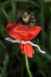 Klatsch-Mohn, Papaver rhoeas, Papaveraceae, Papaver rhoeas, Klatsch-Mohn, Blühend Kauf von 00796_papaver_rhoeas_dsc_4847.jpg