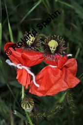 Klatsch-Mohn, Papaver rhoeas, Papaveraceae, Papaver rhoeas, Klatsch-Mohn, Blühend Kauf von 00796_papaver_rhoeas_dsc_4849.jpg