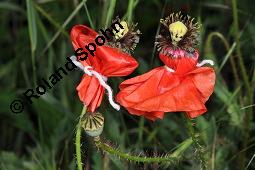 Klatsch-Mohn, Papaver rhoeas, Papaveraceae, Papaver rhoeas, Klatsch-Mohn, Blühend Kauf von 00796_papaver_rhoeas_dsc_4850.jpg