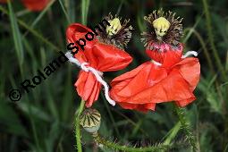 Klatsch-Mohn, Papaver rhoeas, Papaveraceae, Papaver rhoeas, Klatsch-Mohn, Blühend Kauf von 00796_papaver_rhoeas_dsc_4852.jpg