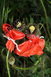 Klatsch-Mohn, Papaver rhoeas, Papaveraceae, Papaver rhoeas, Klatsch-Mohn, Blühend Kauf von 00796_papaver_rhoeas_dsc_4853.jpg