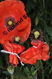 Klatsch-Mohn, Papaver rhoeas, Papaveraceae, Papaver rhoeas, Klatsch-Mohn, Blühend Kauf von 00796_papaver_rhoeas_dsc_4857.jpg