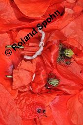 Klatsch-Mohn, Papaver rhoeas, Papaveraceae, Papaver rhoeas, Klatsch-Mohn, Blühend Kauf von 00796_papaver_rhoeas_dsc_4984.jpg