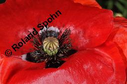 Klatsch-Mohn, Papaver rhoeas, Papaveraceae, Papaver rhoeas, Klatsch-Mohn, Blühend Kauf von 00796_papaver_rhoeas_dsc_5006.jpg