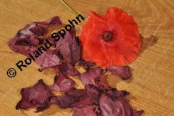 Klatsch-Mohn, Papaver rhoeas, Papaveraceae, Papaver rhoeas, Klatsch-Mohn, Blühend Kauf von 00796_papaver_rhoeas_dsc_5379.jpg