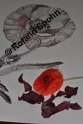 Klatsch-Mohn, Papaver rhoeas, Papaveraceae, Papaver rhoeas, Klatsch-Mohn, Blühend Kauf von 00796_papaver_rhoeas_dsc_5385.jpg