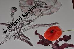 Klatsch-Mohn, Papaver rhoeas, Papaveraceae, Papaver rhoeas, Klatsch-Mohn, Blühend Kauf von 00796_papaver_rhoeas_dsc_5388.jpg