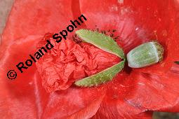 Klatsch-Mohn, Papaver rhoeas, Papaveraceae, Papaver rhoeas, Klatsch-Mohn, Blühend Kauf von 00796_papaver_rhoeas_dsc_6172.jpg