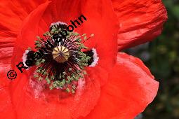 Klatsch-Mohn, Papaver rhoeas, Papaveraceae, Papaver rhoeas, Klatsch-Mohn, Blühend Kauf von 00796_papaver_rhoeas_dsc_6507.jpg