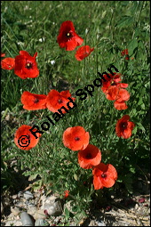 Klatsch-Mohn, Papaver rhoeas, Papaveraceae, Papaver rhoeas, Klatsch-Mohn, Blühend Kauf von 00796papaver_rhoesimg_8458.jpg